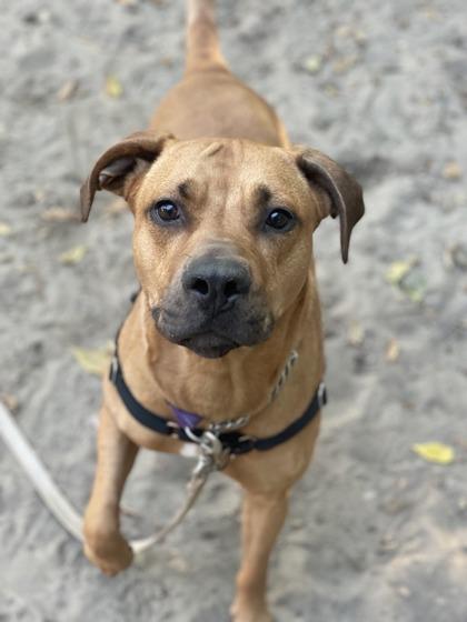 Enlarge Rooby, a ADOPTABLE mixed breed in Toronto, ON image 3/3
