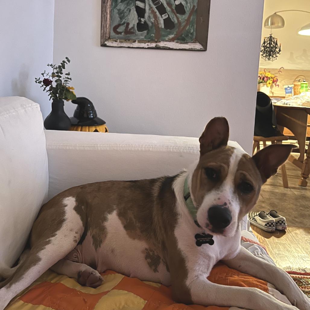 Wynnie, Adoptable, Adult Female Mixed Breed.