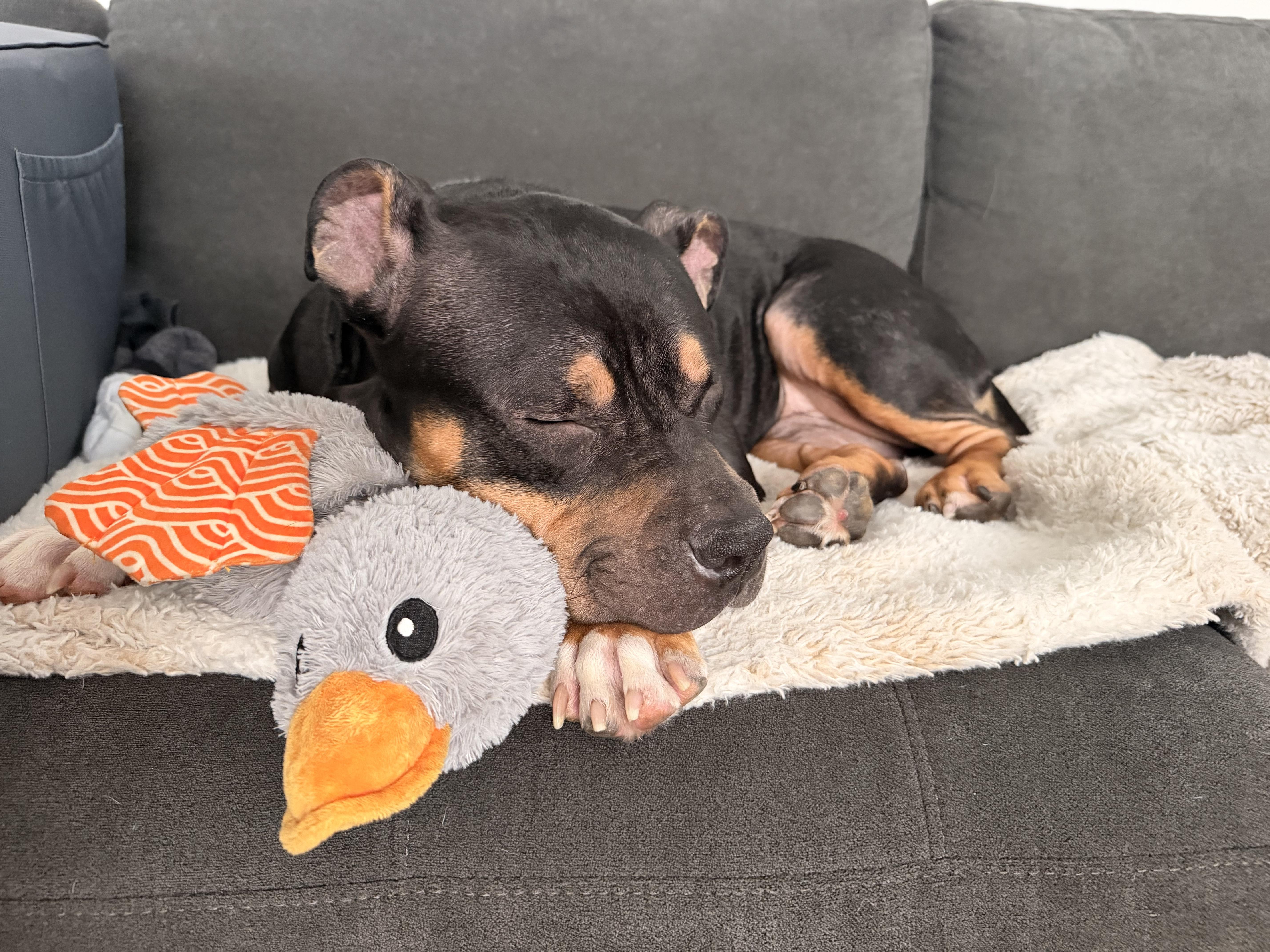 Freya, Adoptable, Adult Female English Bulldog & American Staffordshire Terrier.