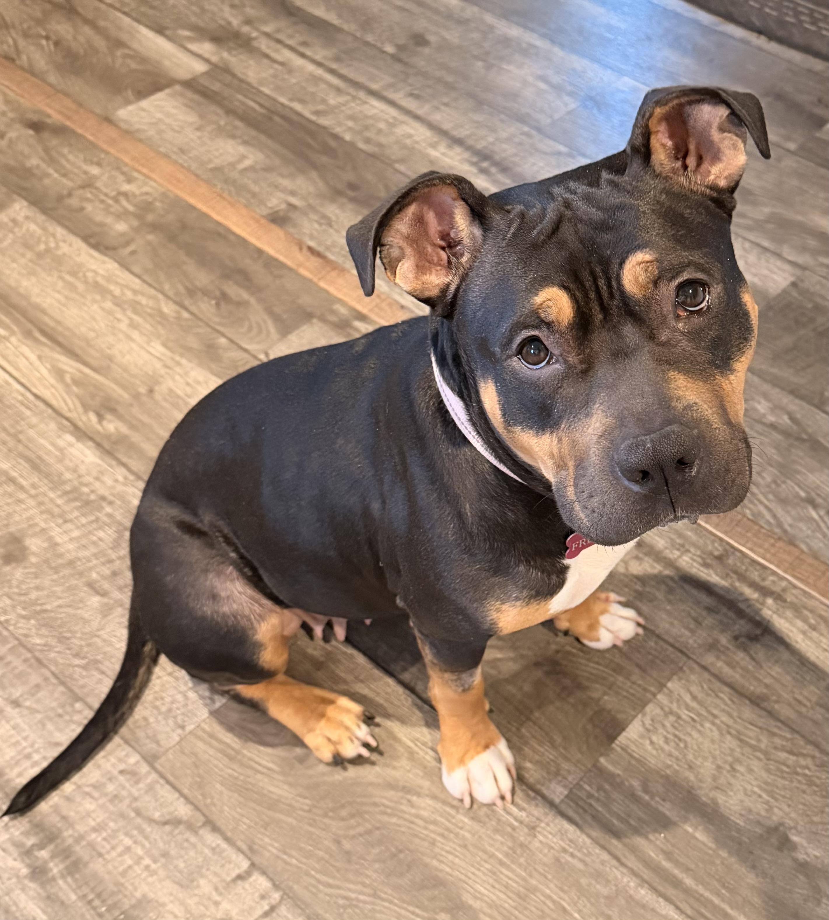 Enlarge Freya, a Adoptable mixed breed in Troy, MI image 2/5
