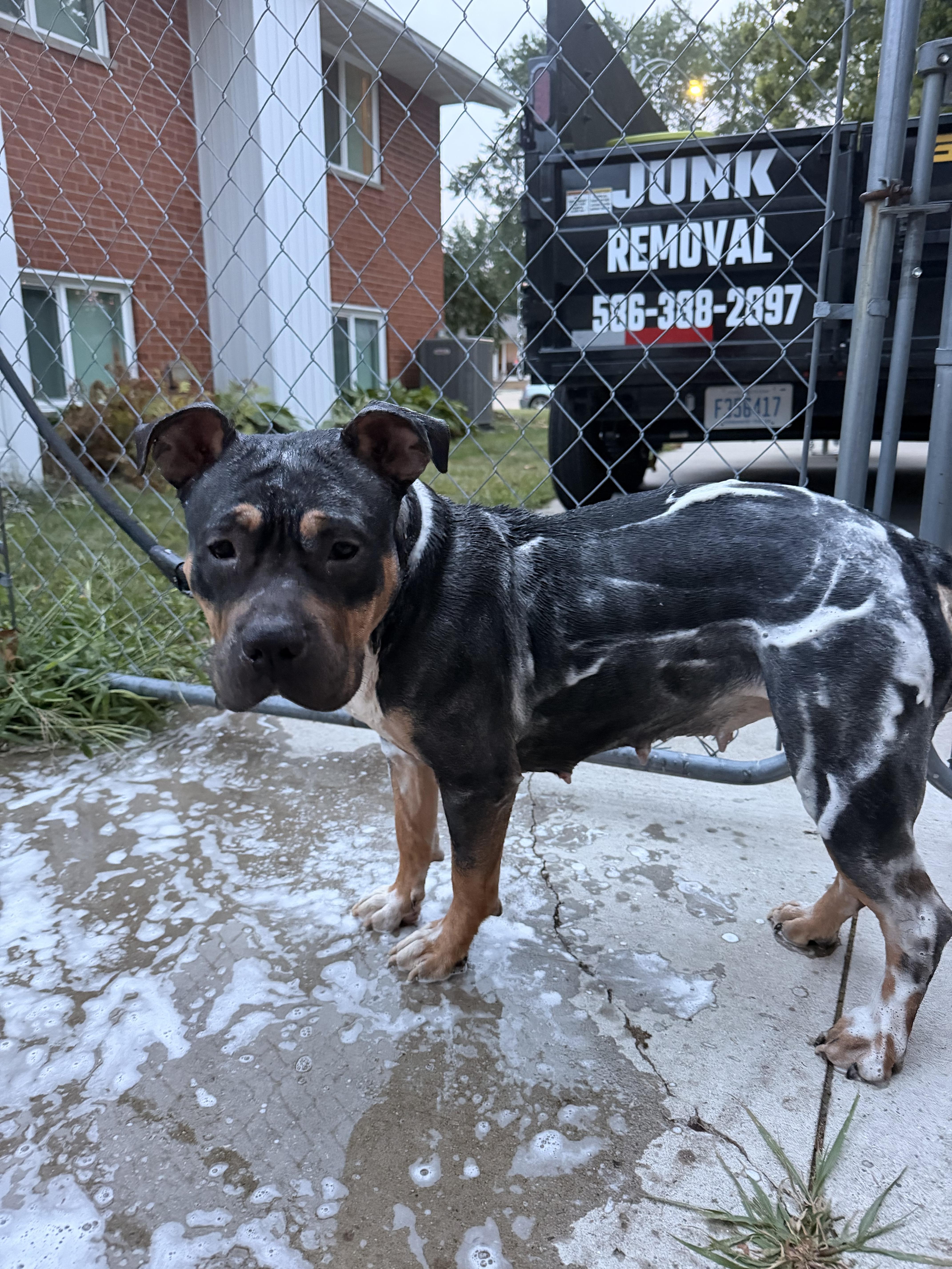 Enlarge Freya, a Adoptable mixed breed in Troy, MI image 3/5