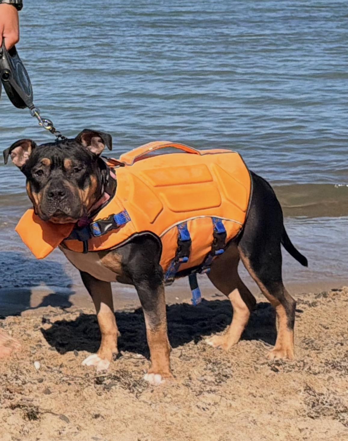 Enlarge Freya, a Adoptable mixed breed in Troy, MI image 4/5