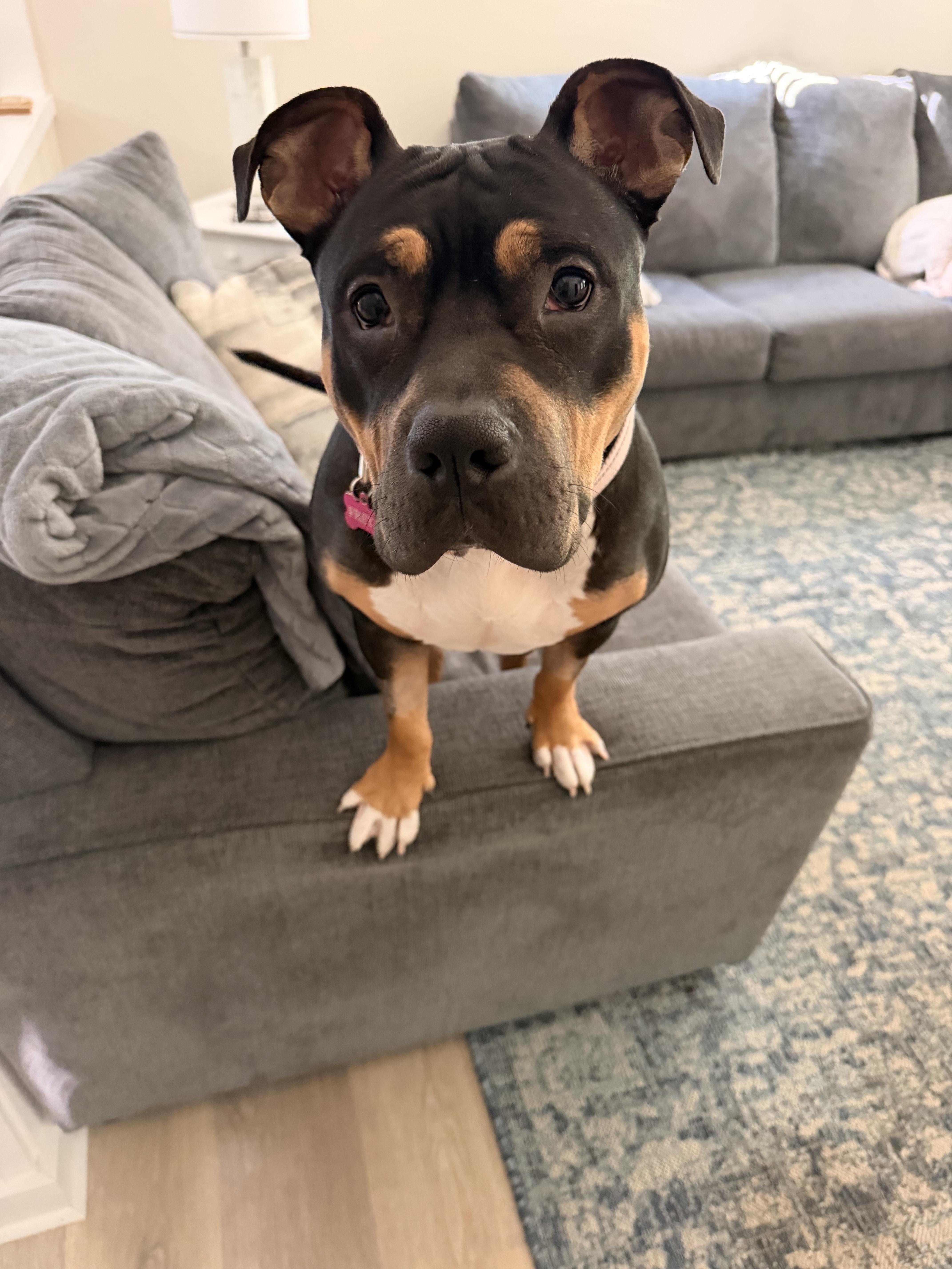 Enlarge Freya, a Adoptable mixed breed in Troy, MI image 5/5