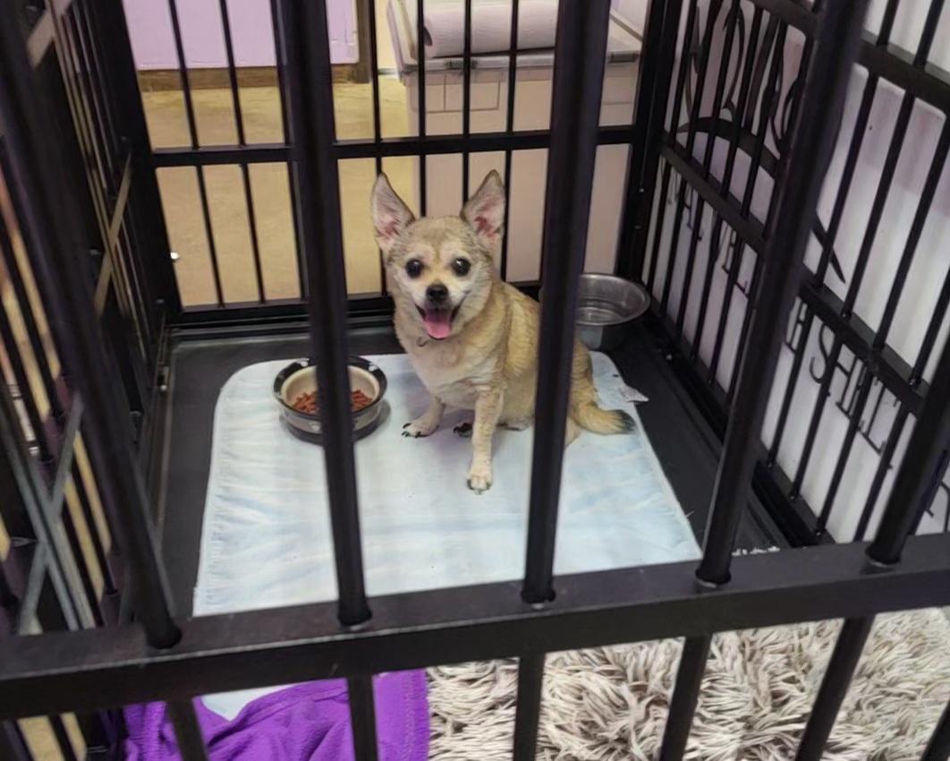 Mikey, adopted, Senior Male Chihuahua.
