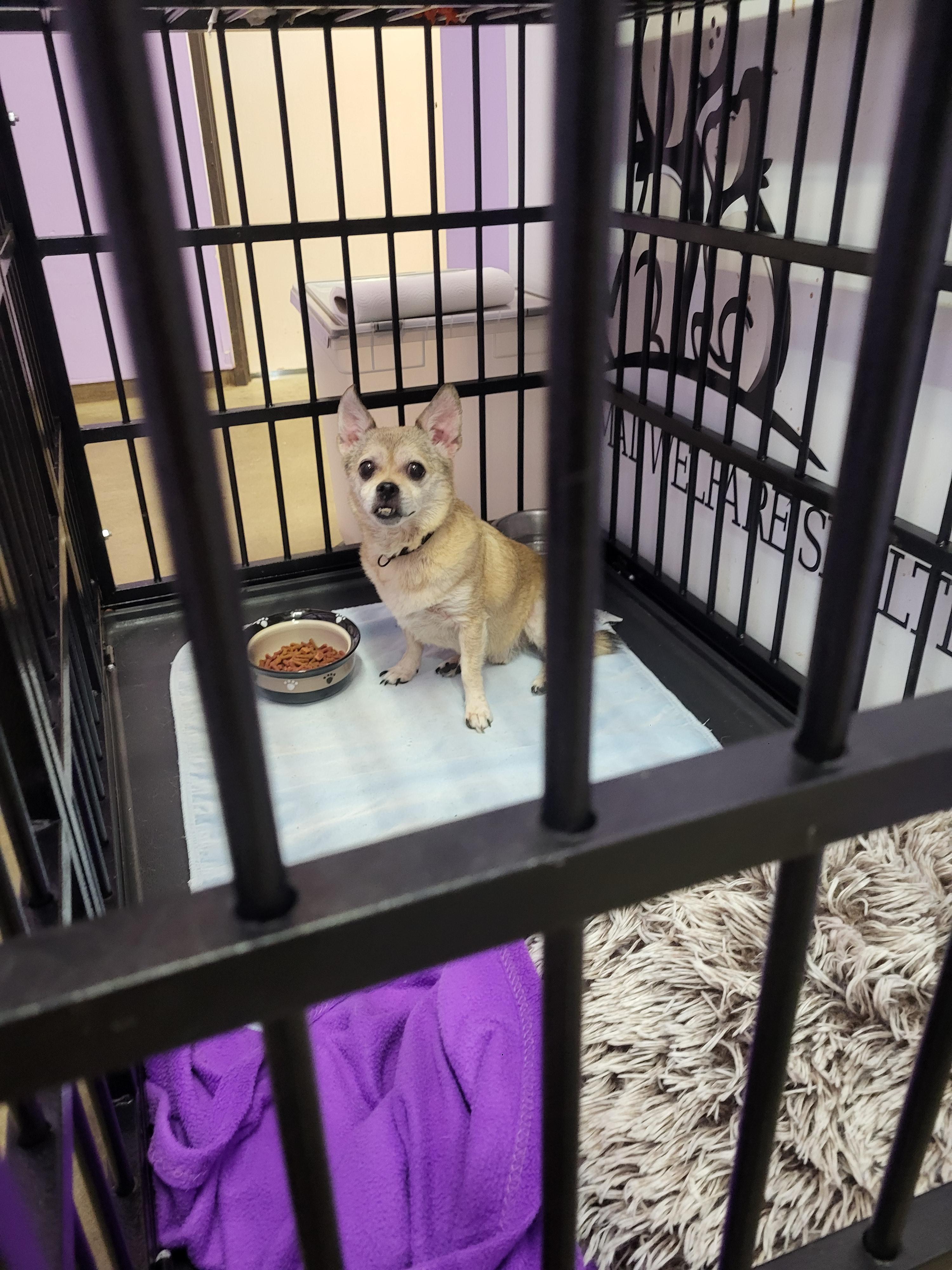Mikey, an adopted mixed breed in Petersburg, IN image 2/3