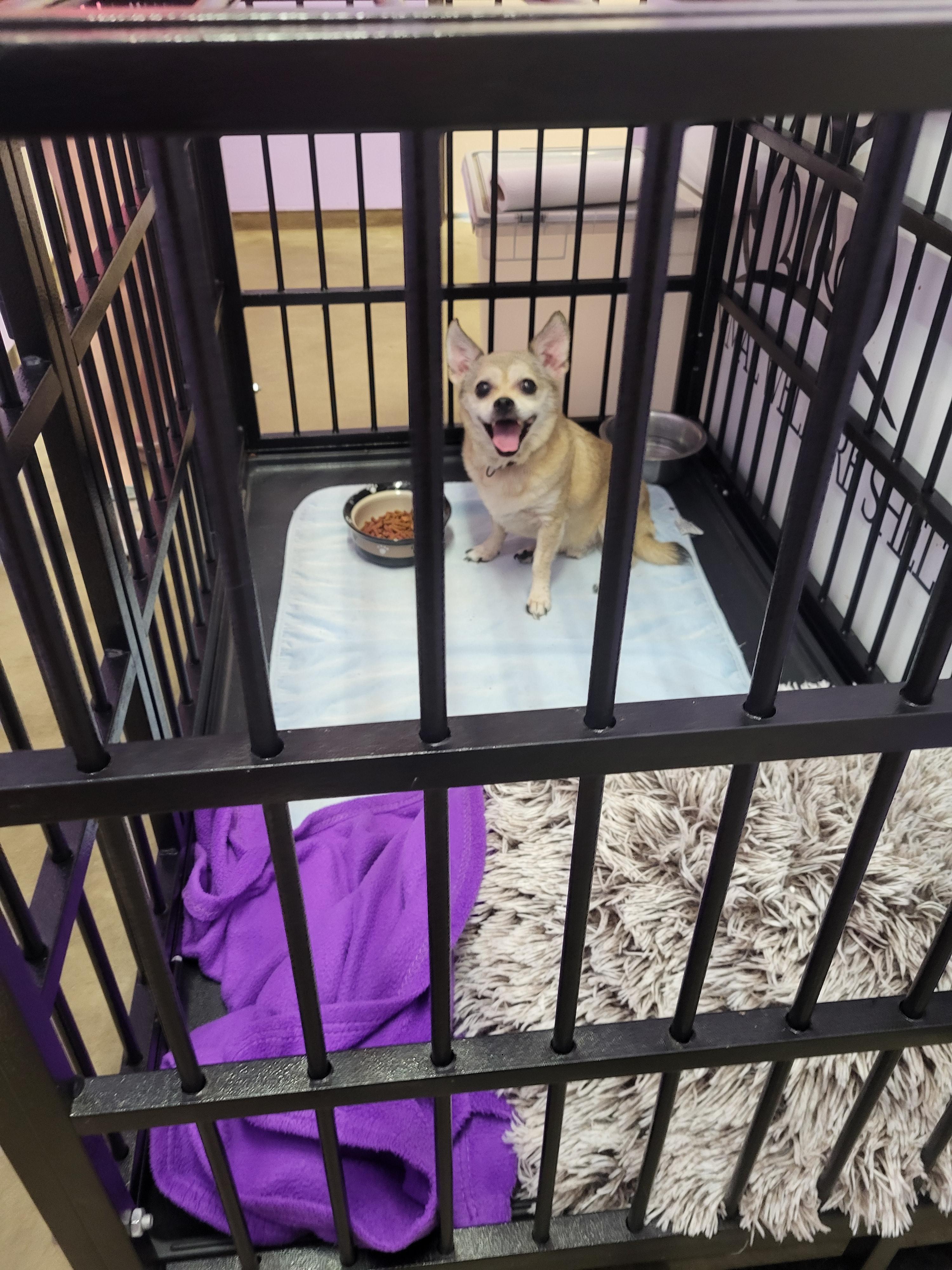 Mikey, an adopted mixed breed in Petersburg, IN image 3/3