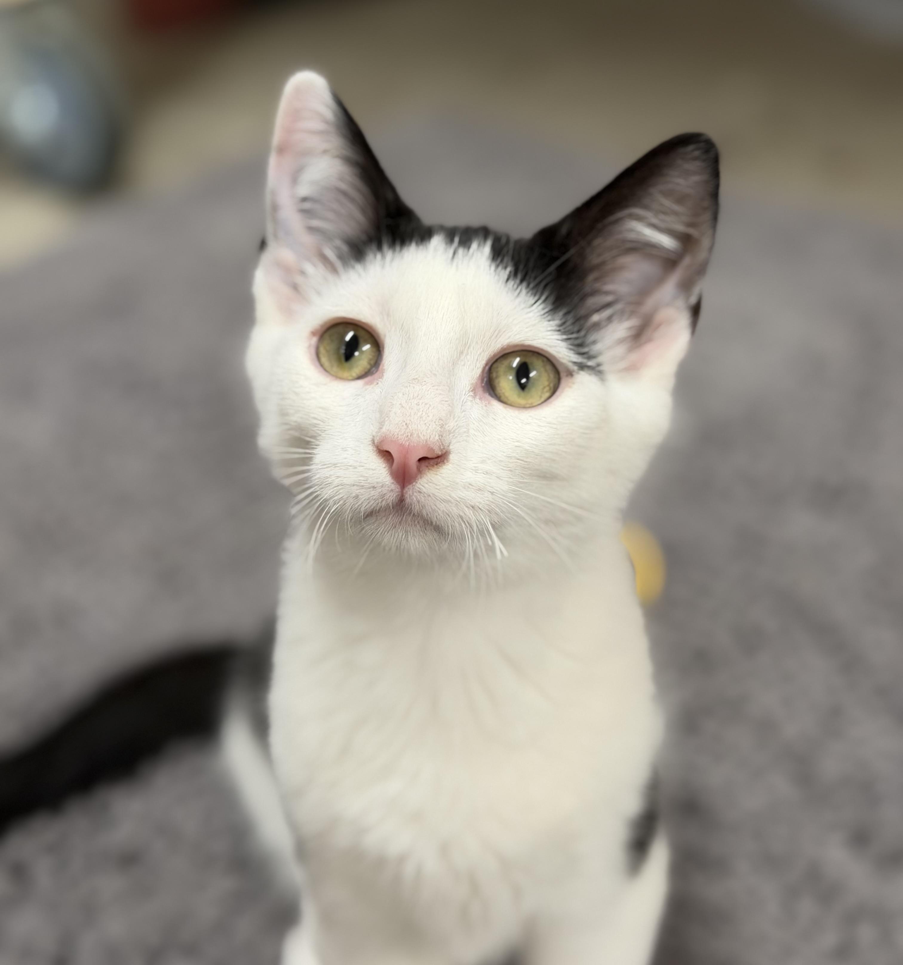 Robin Hood, Adoptable, Kitten Male Domestic Short Hair.