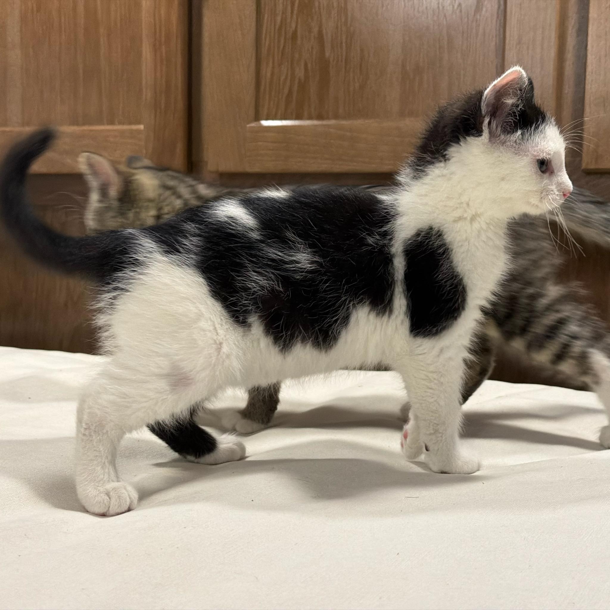 Enlarge Robin Hood, a Adoptable Domestic Short Hair in Reeseville, WI image 3/6