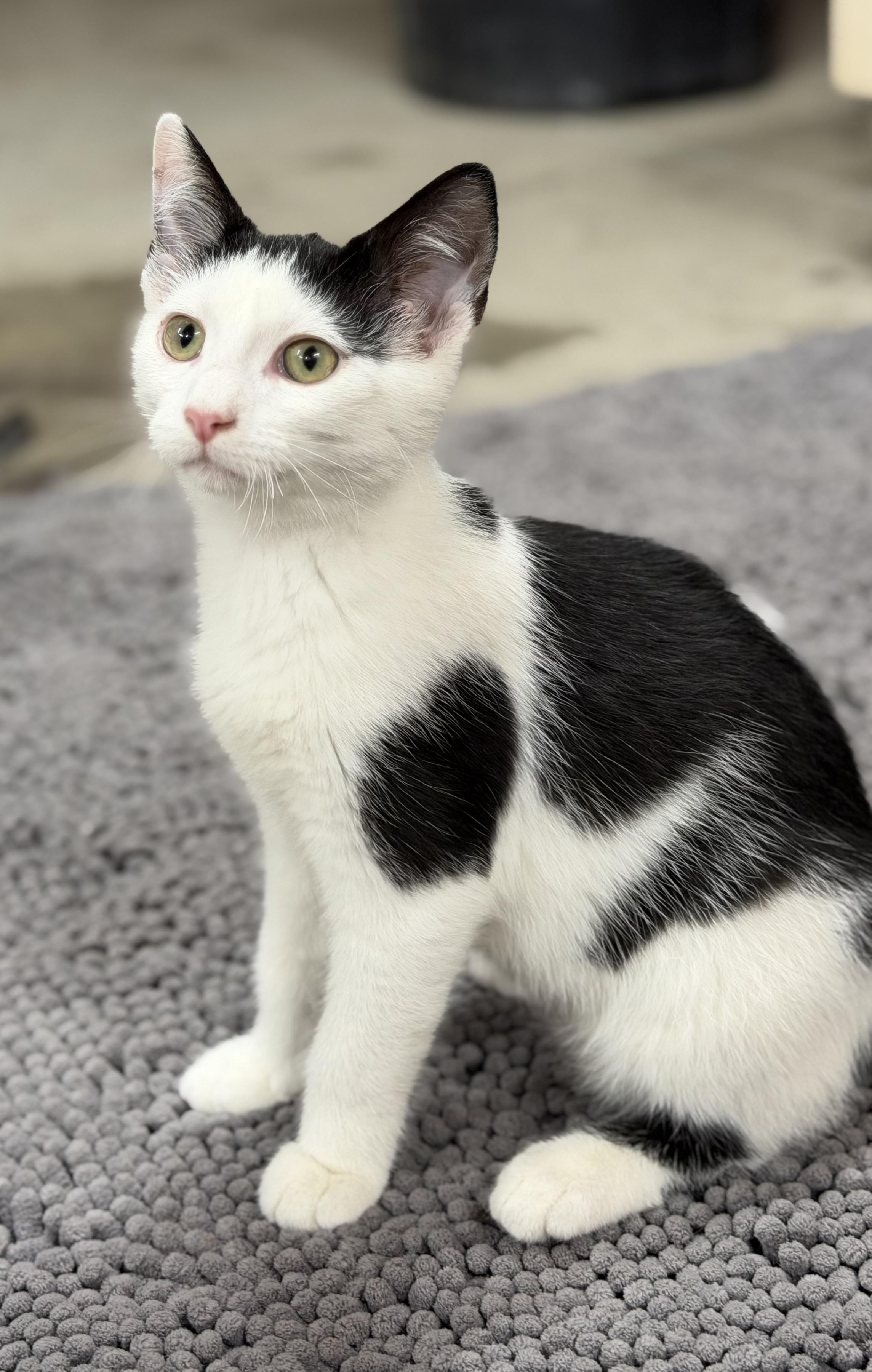 Enlarge Robin Hood, a Adoptable Domestic Short Hair in Reeseville, WI image 4/6