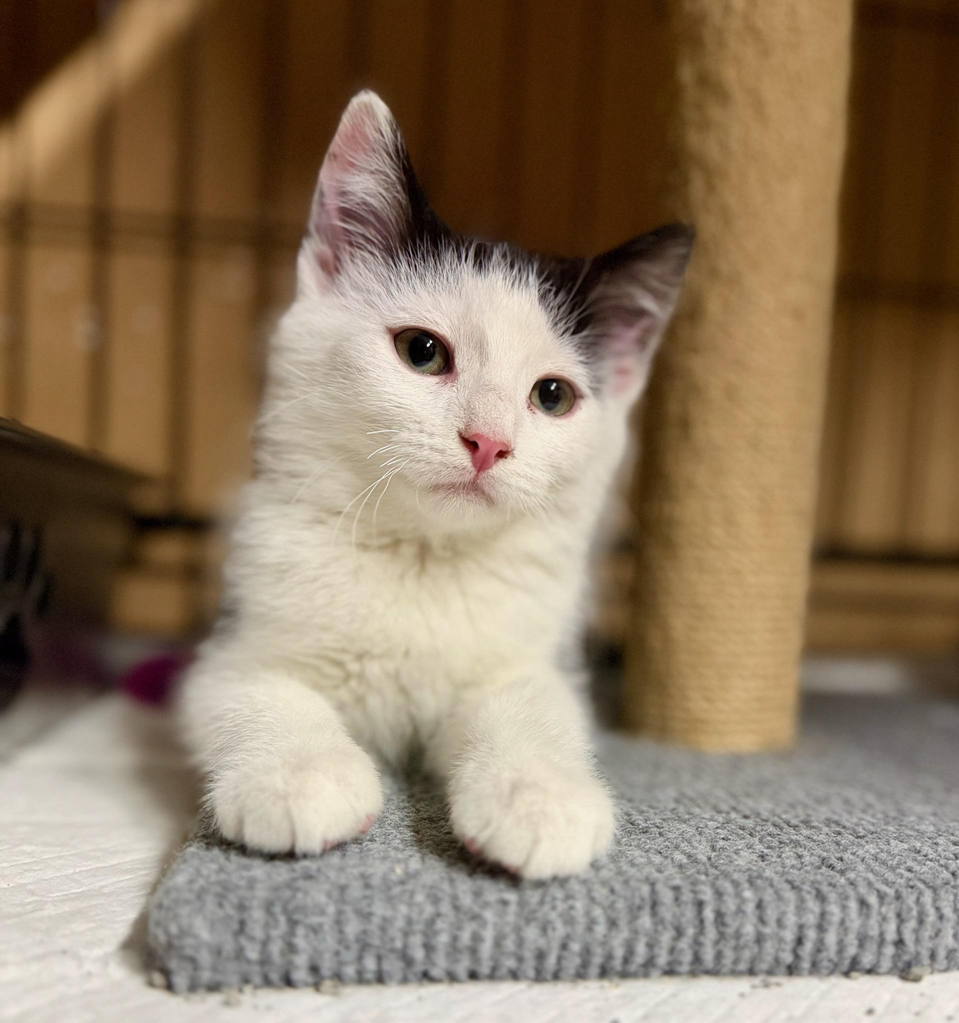 Enlarge Robin Hood, a Adoptable Domestic Short Hair in Reeseville, WI image 2/6