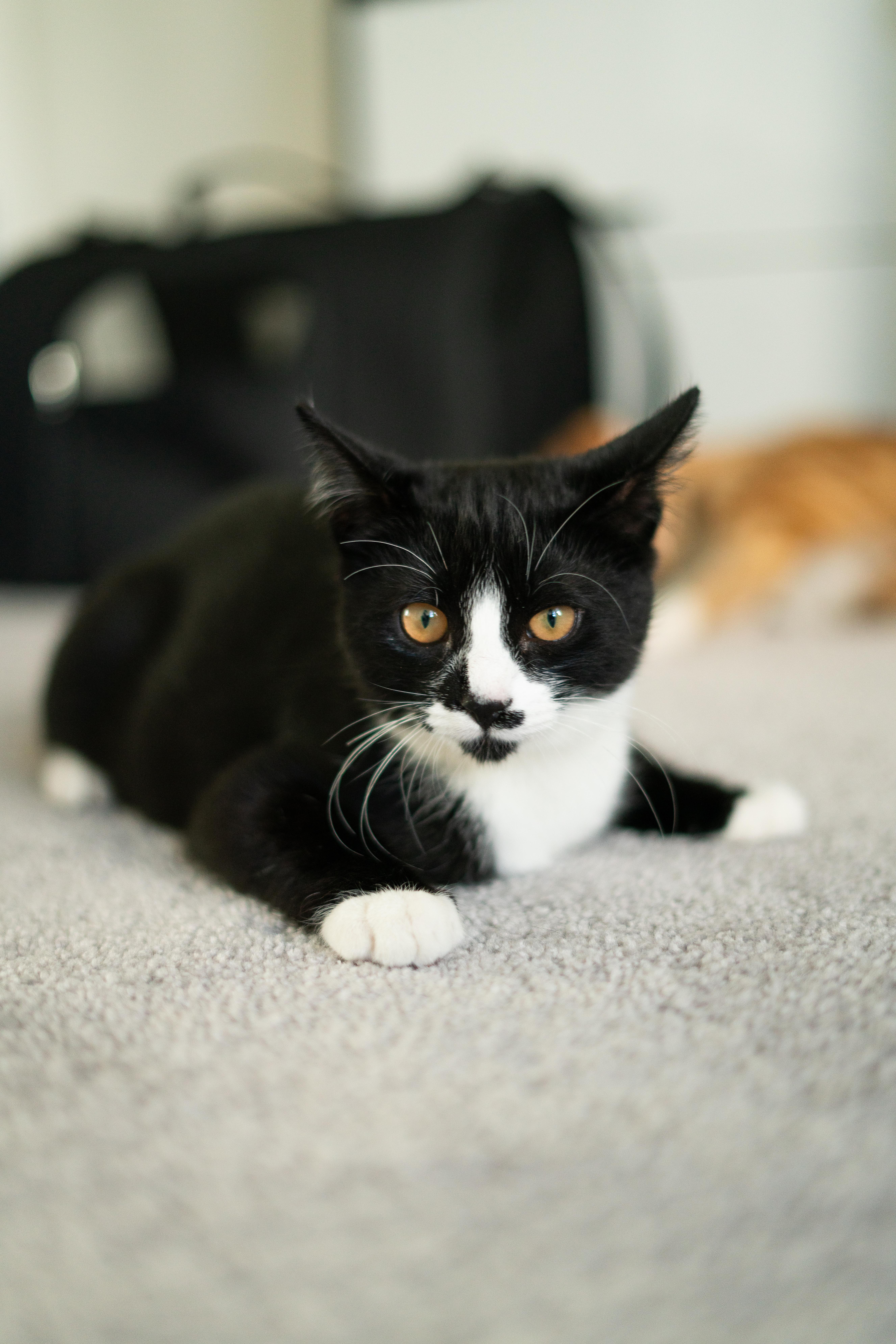 Enlarge Bruno and Encanto, a Adopted American Shorthair in San Jose, CA image 2/6