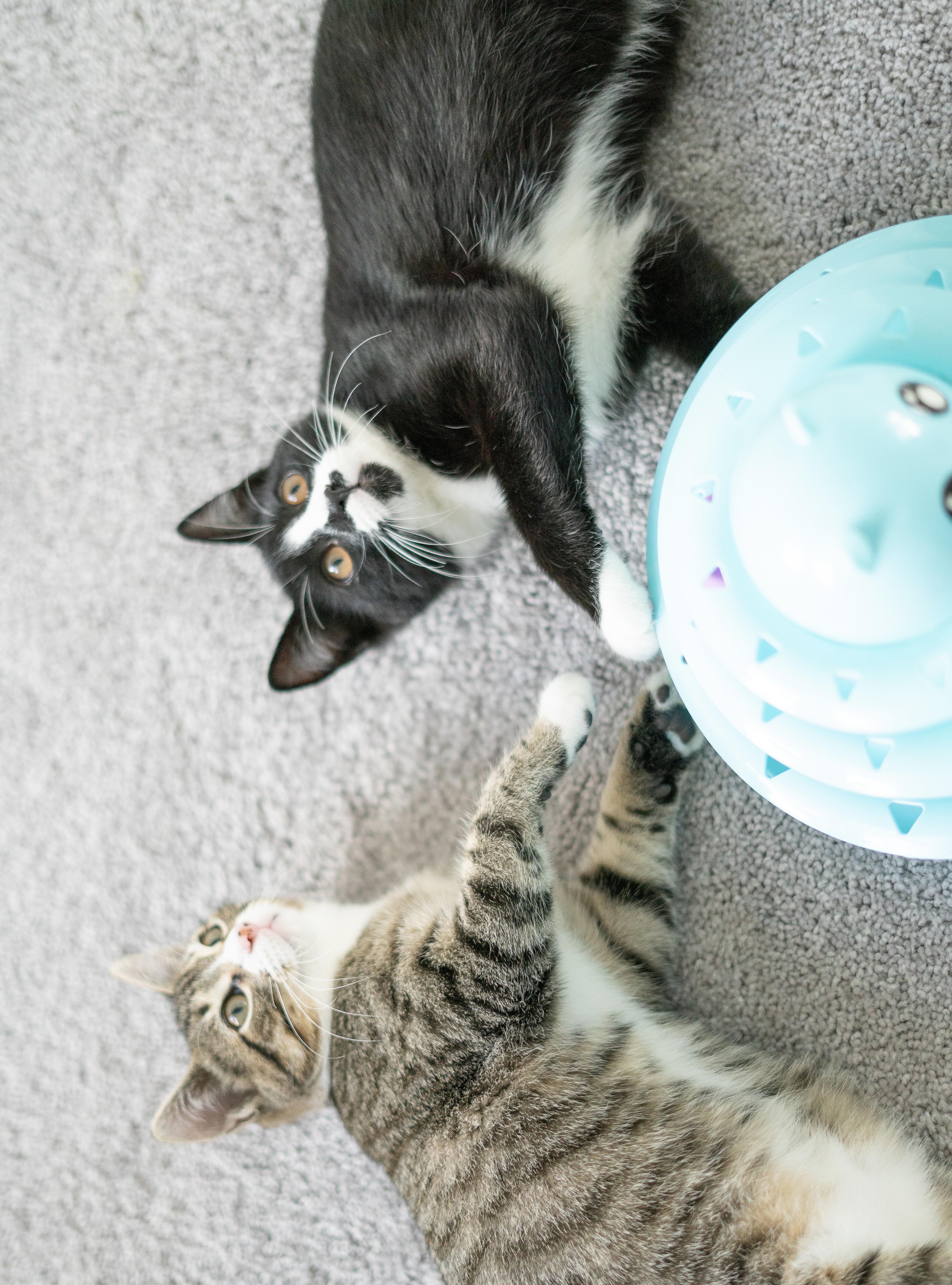 Enlarge Bruno and Encanto, a Adopted American Shorthair in San Jose, CA image 3/6