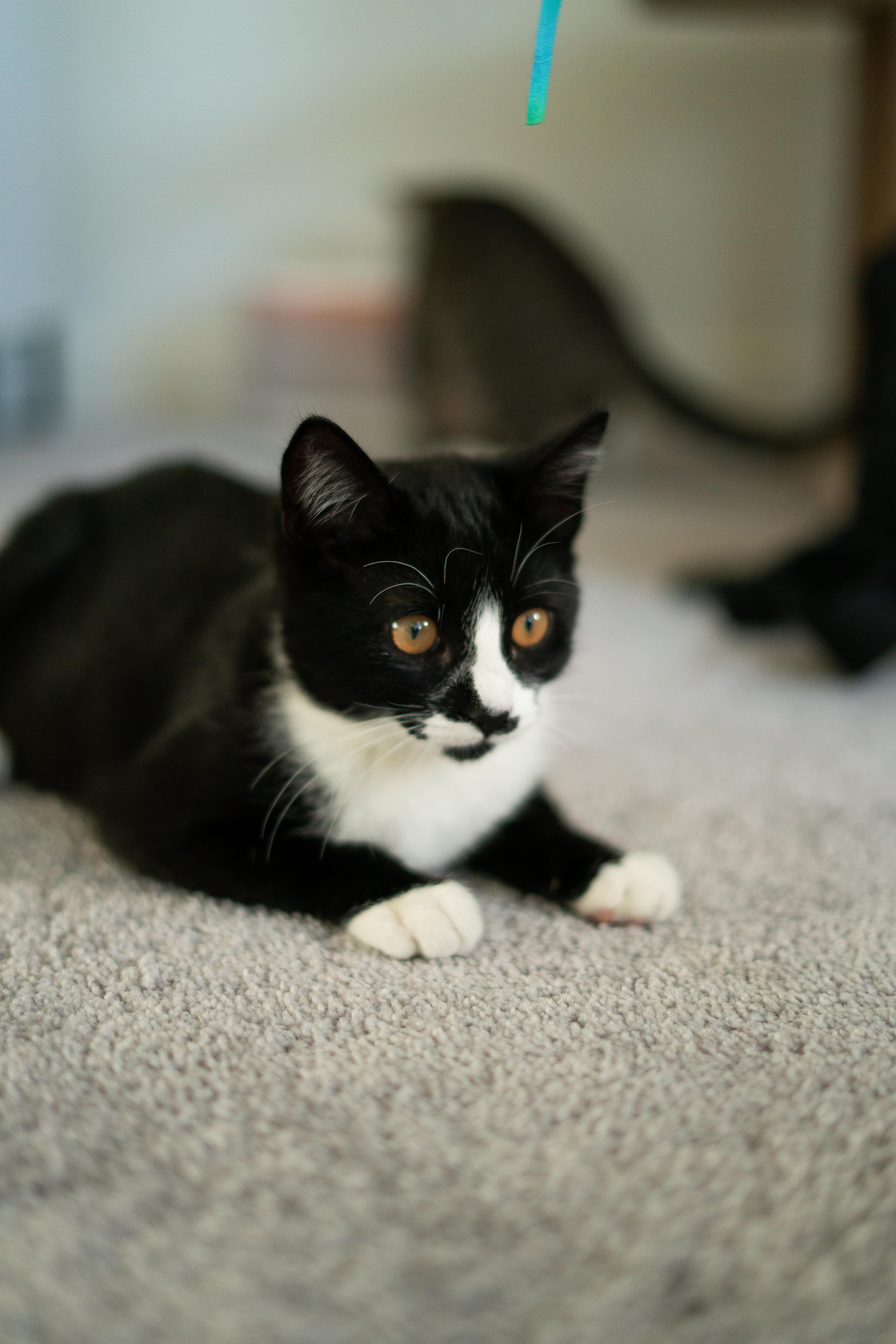 Enlarge Bruno and Encanto, a Adopted American Shorthair in San Jose, CA image 4/6