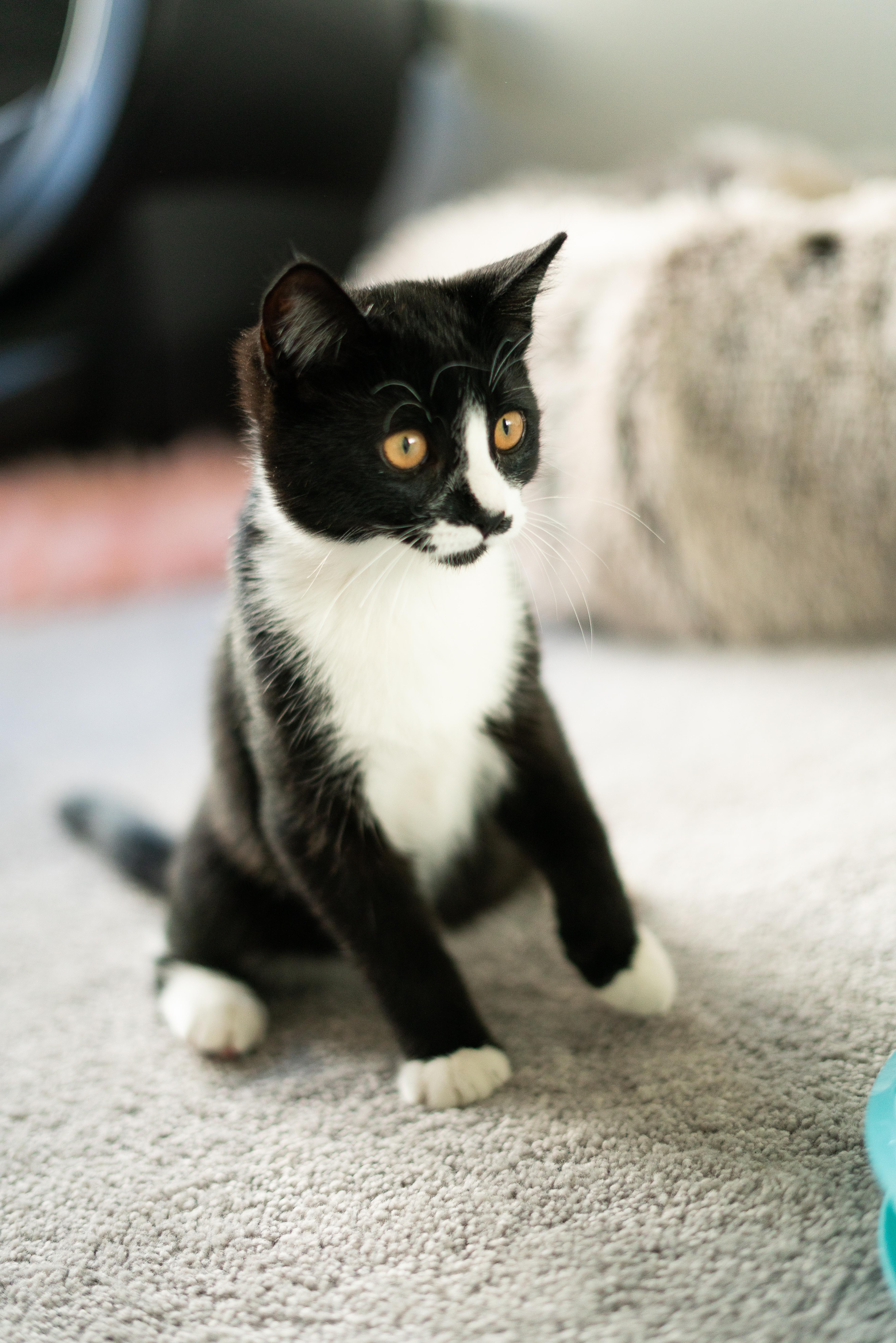 Enlarge Bruno and Encanto, a Adopted American Shorthair in San Jose, CA image 5/6