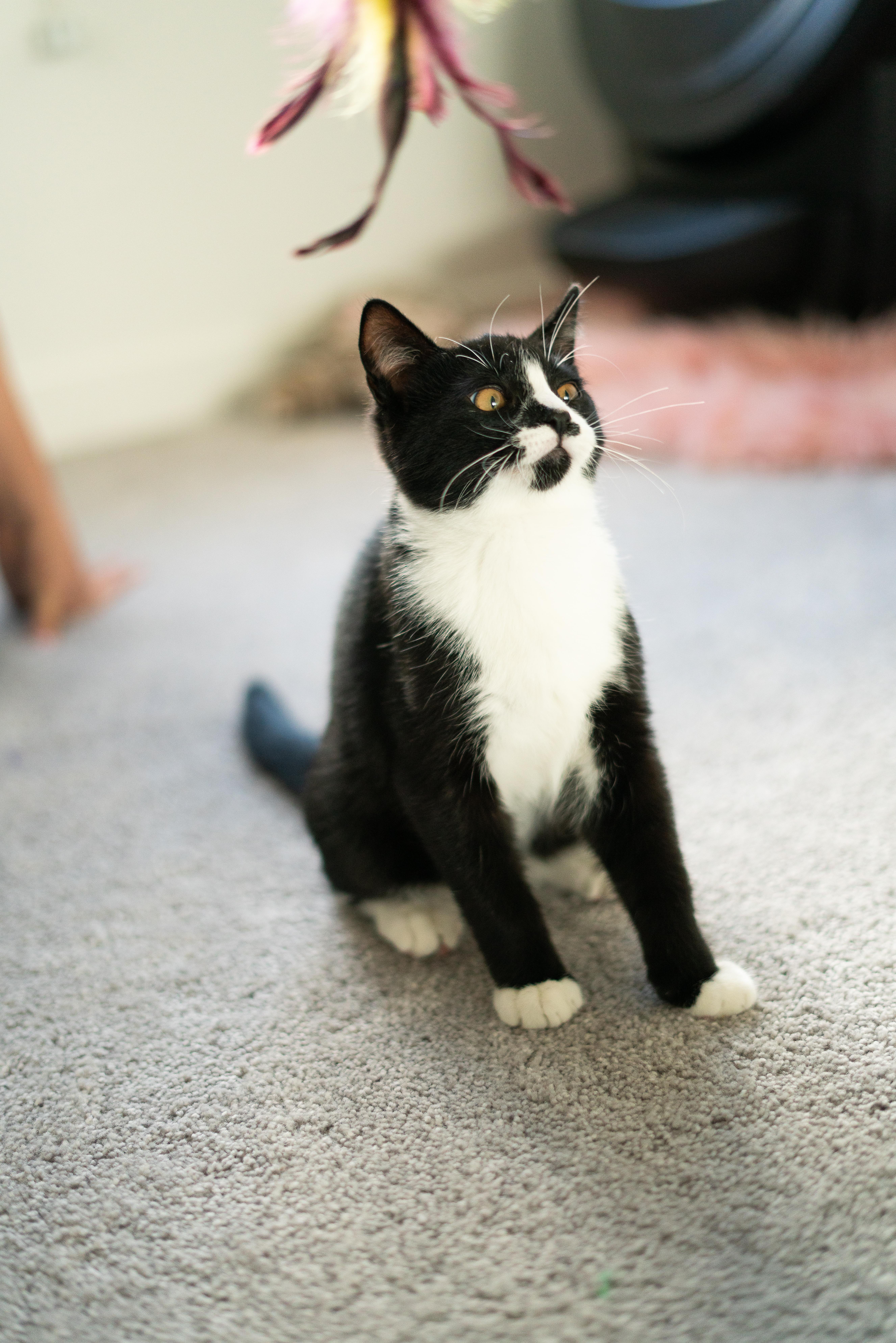 Enlarge Bruno and Encanto, a Adopted American Shorthair in San Jose, CA image 1/6