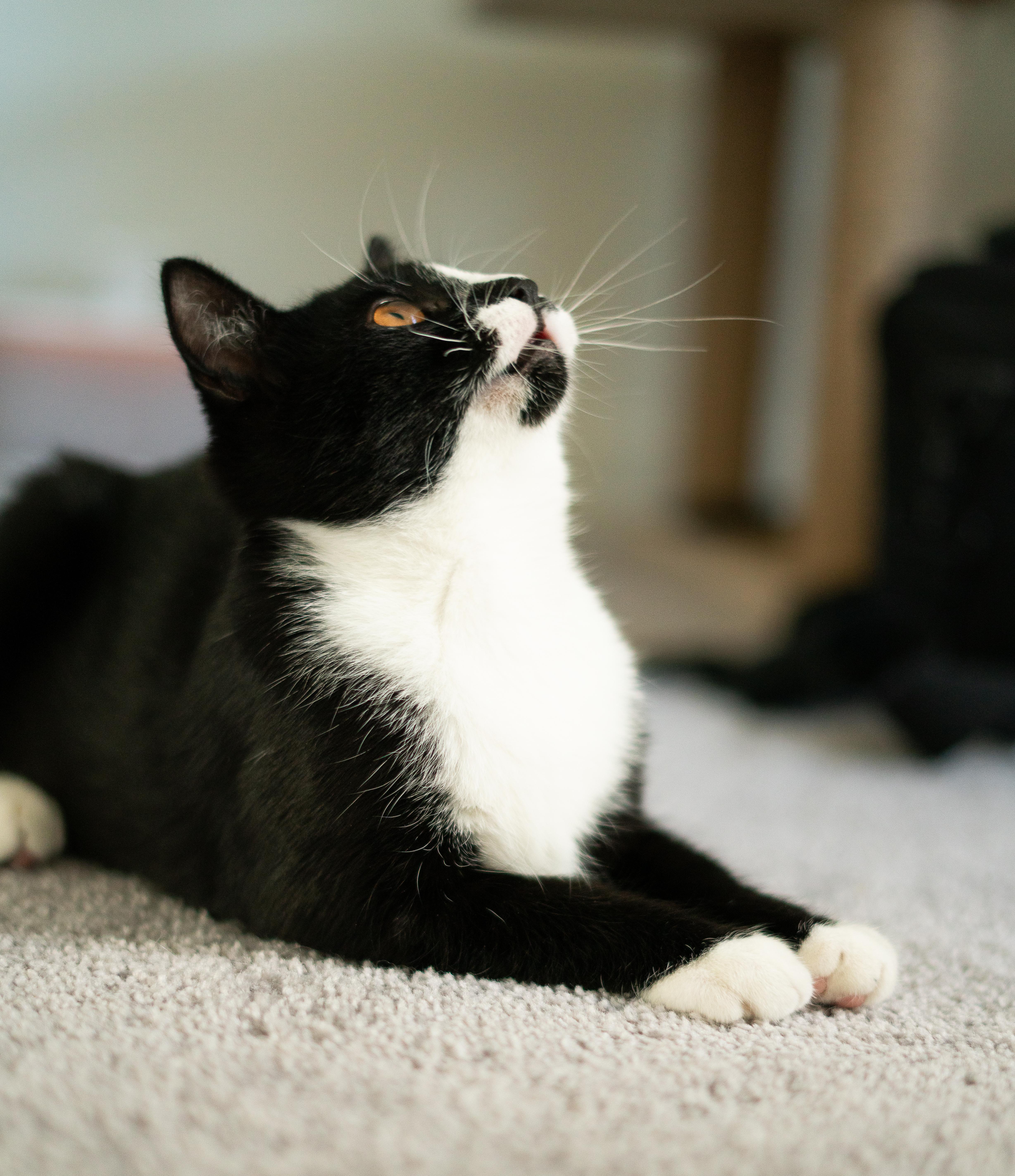 Enlarge Bruno and Encanto, a Adopted American Shorthair in San Jose, CA image 6/6