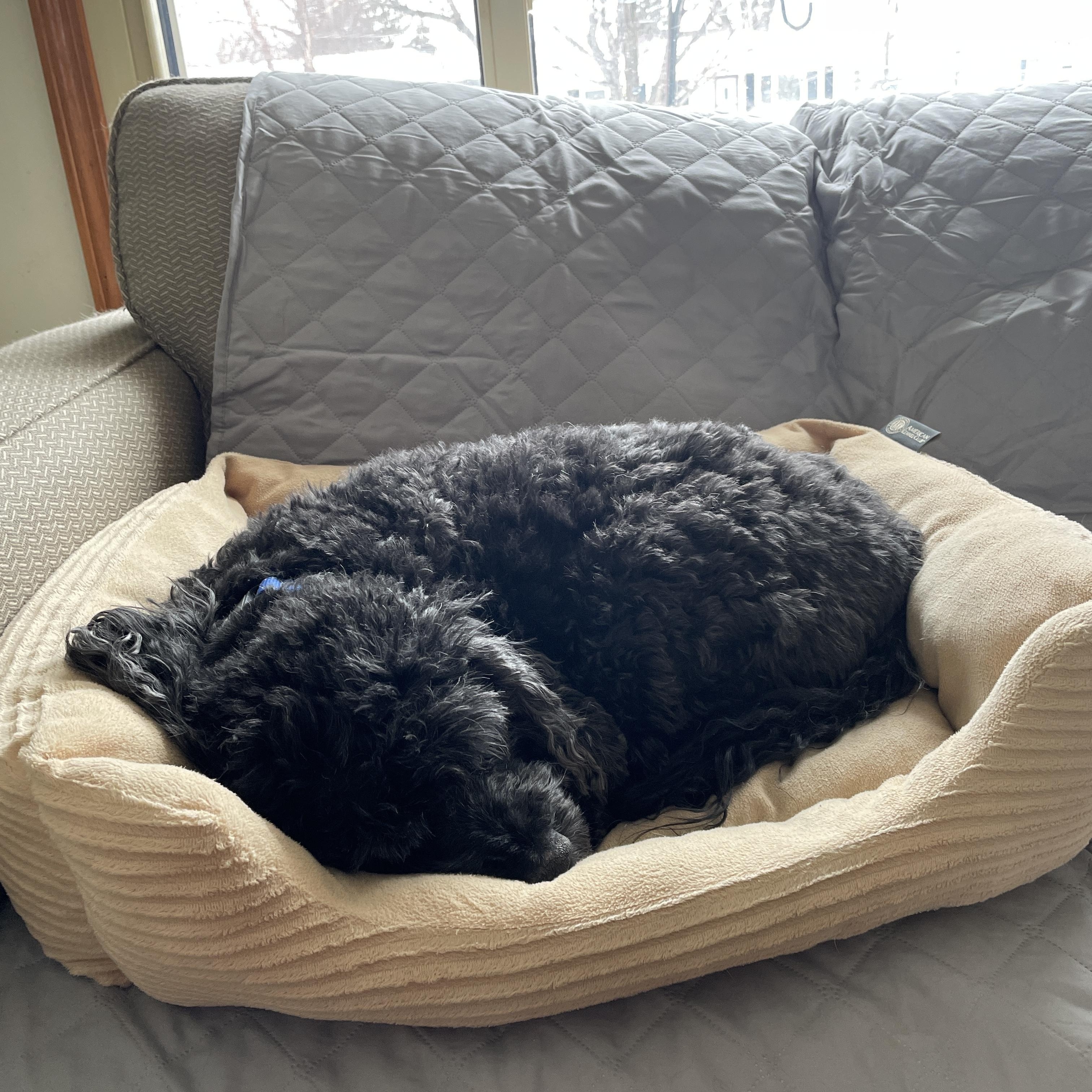 Bentley, an adopted Cockapoo in Racine, WI image 3/6