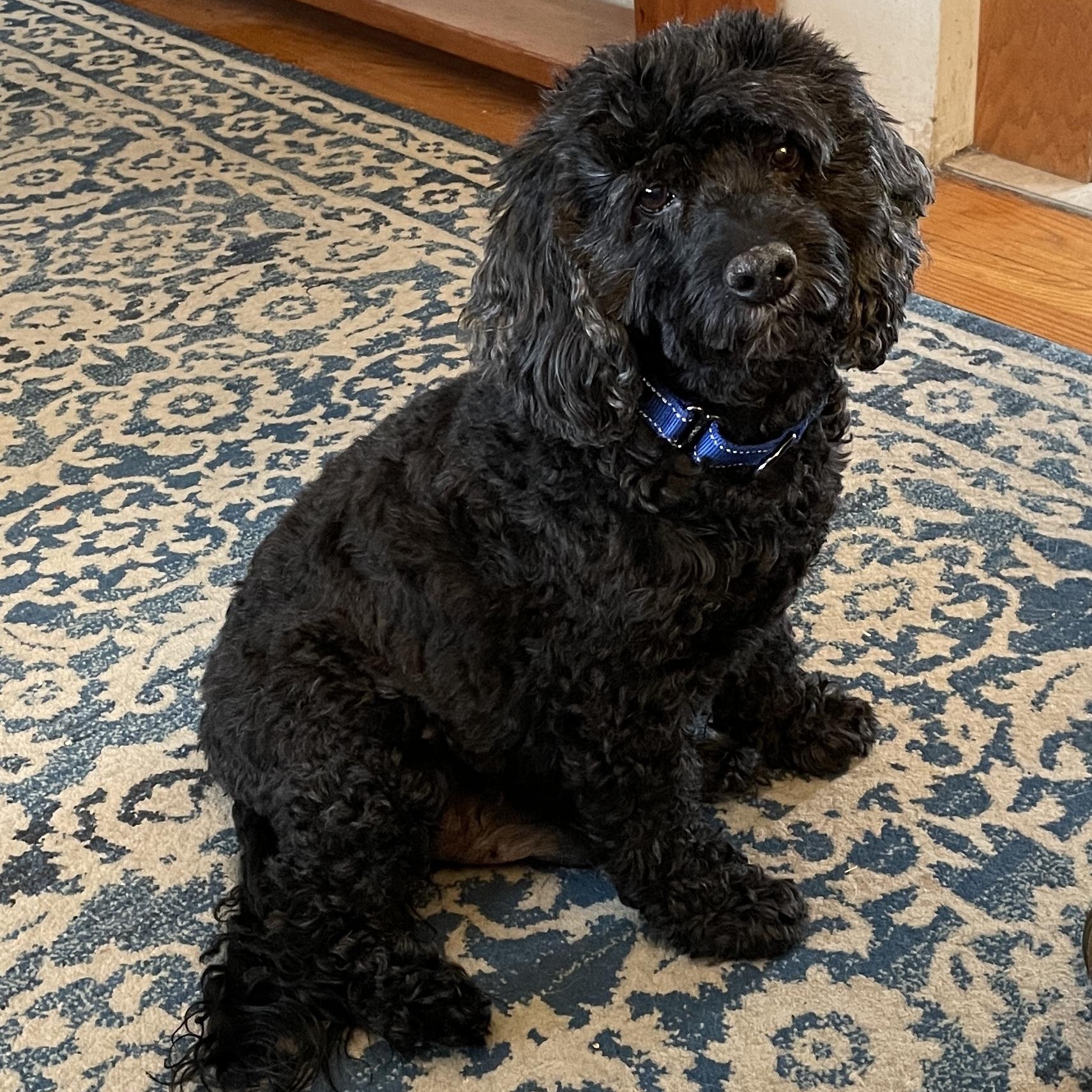 Bentley, adopted, Senior Male Cockapoo.