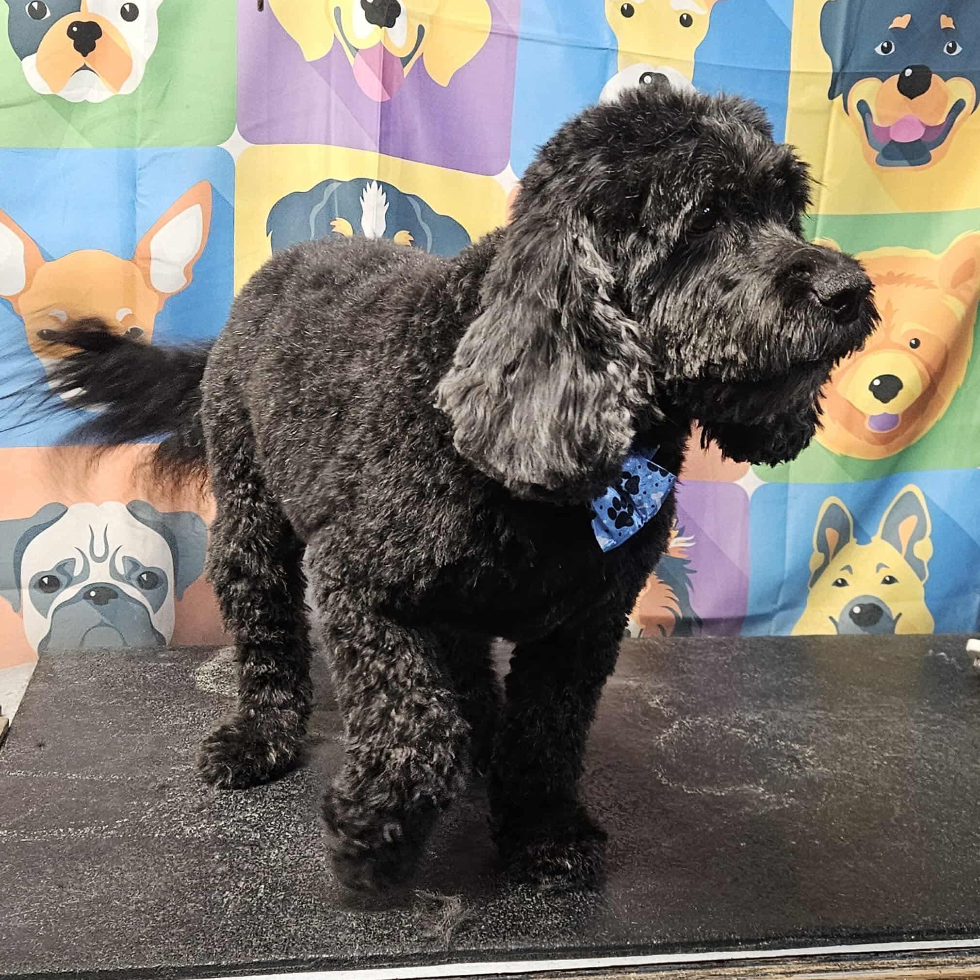 Bentley, an adopted Cockapoo in Racine, WI image 5/6