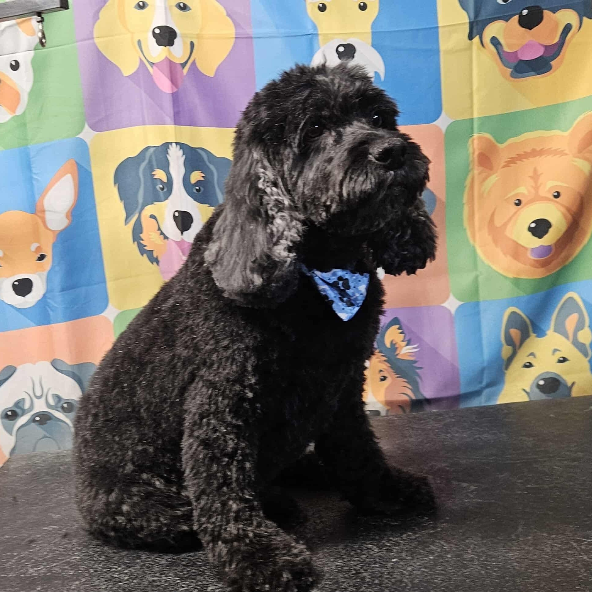 Bentley, an adopted Cockapoo in Racine, WI image 2/6