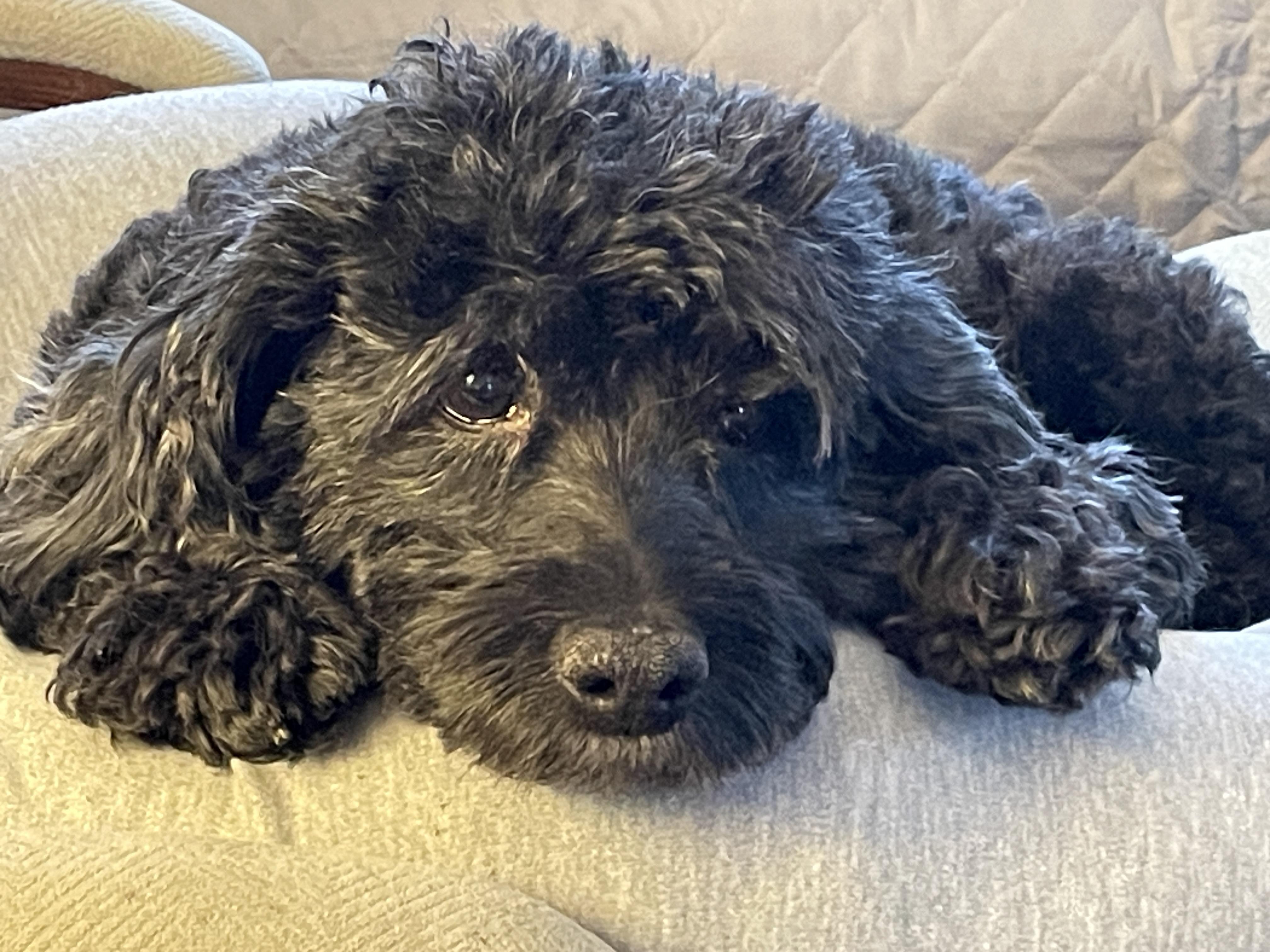 Bentley, an adopted Cockapoo in Racine, WI image 4/6