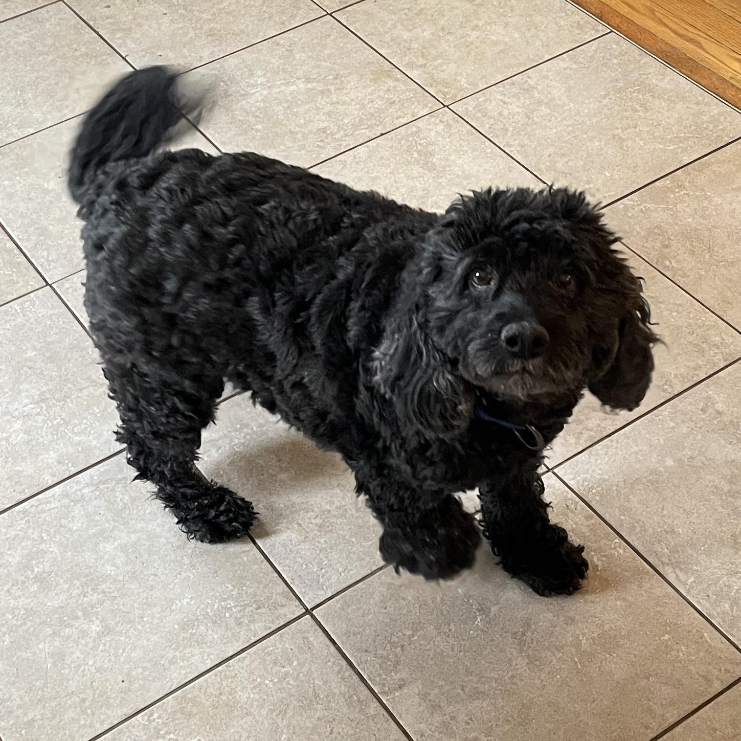 Bentley, an adopted Cockapoo in Racine, WI image 6/6