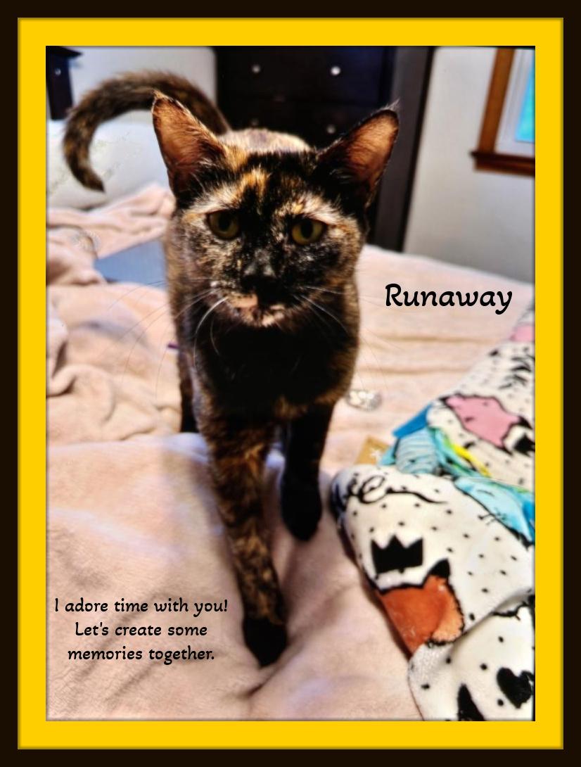 Runaway - Not me!  I adore people time. Hold me! Lap cat!, Adoptable, Young Female Domestic Short Hair.