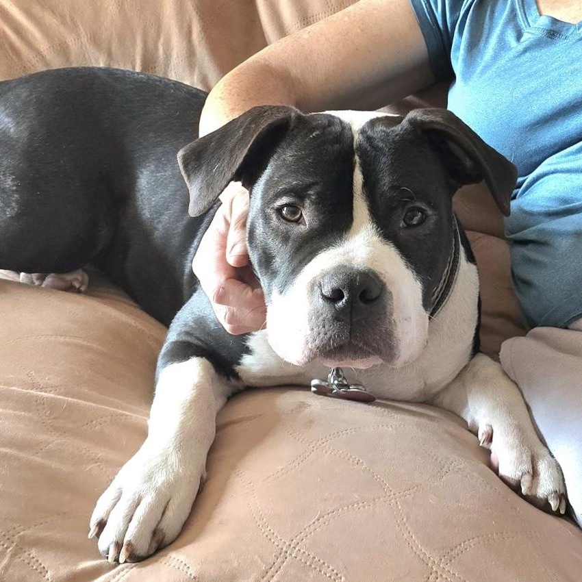 Enlarge atlas, an adopted mixed breed in Wells, VT image 1/6