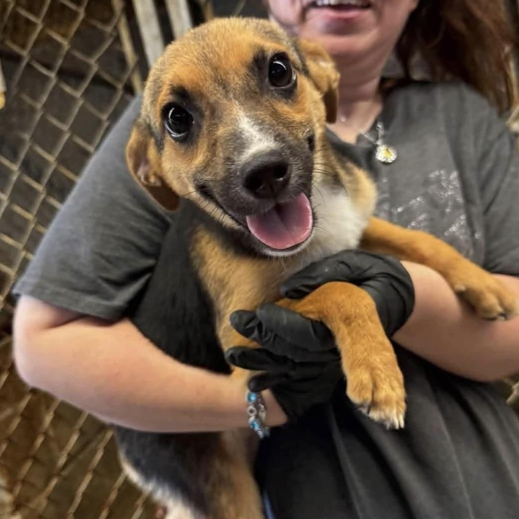 Junie, Adoptable, Puppy Female Beagle.
