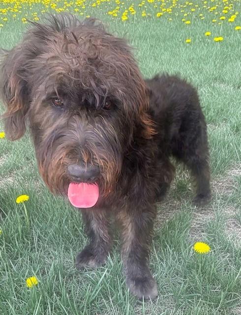 ARCHIE, Adoptable, Young Male Giant Schnauzer & Boerboel.