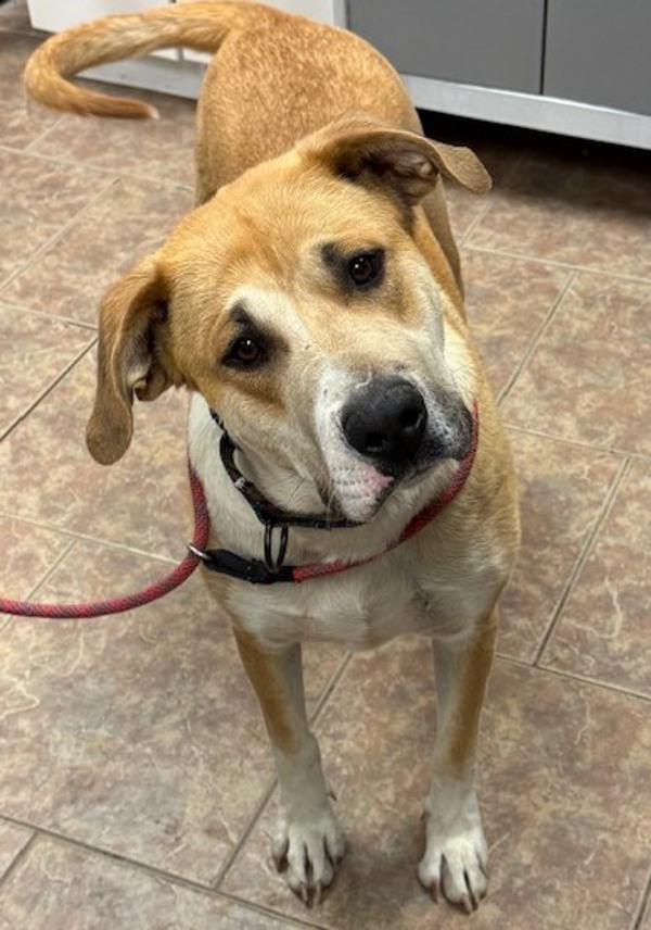 Stevie Nicks, Adoptable, Adult Female Anatolian Shepherd.