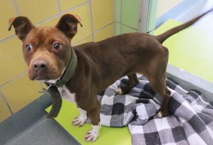 Enlarge Georgia, a Adoptable mixed breed in Longview, TX image 1/2