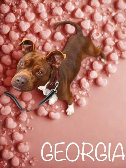 Enlarge Georgia, a Adoptable mixed breed in Longview, TX image 2/2