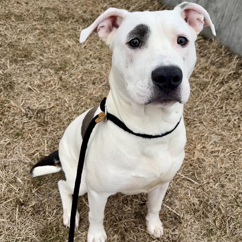 Stroganoff, Adoptable, Young Male Pit Bull Terrier.