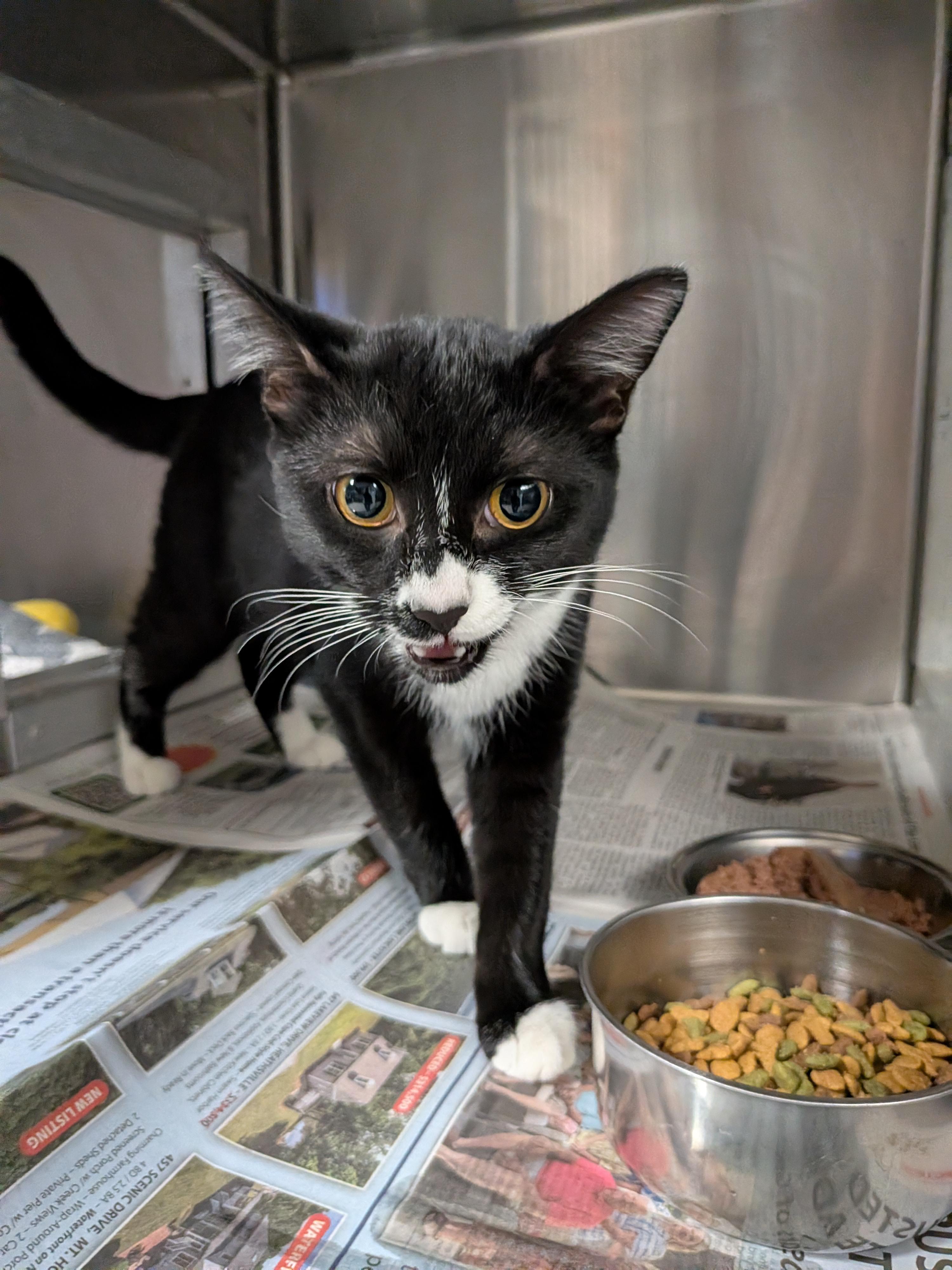 Enlarge Ruffle, a ADOPTABLE Domestic Short Hair in Heathsville, VA image 2/2