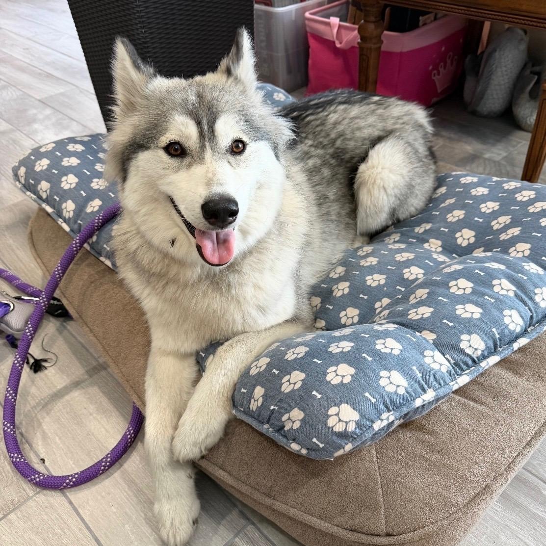 Nova, a Adoptable Husky in St. Petersburg, FL image 1/6