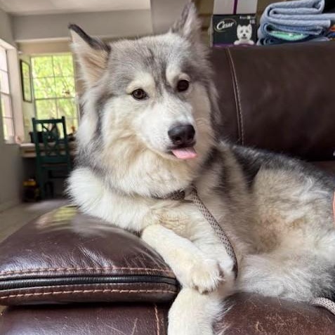 Nova, a Adoptable Husky in St. Petersburg, FL image 5/6