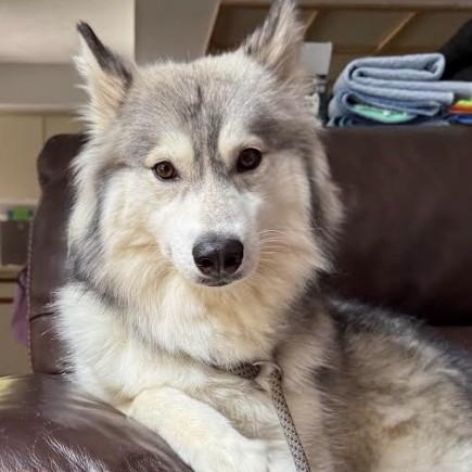 Nova, a Adoptable Husky in St. Petersburg, FL image 2/6