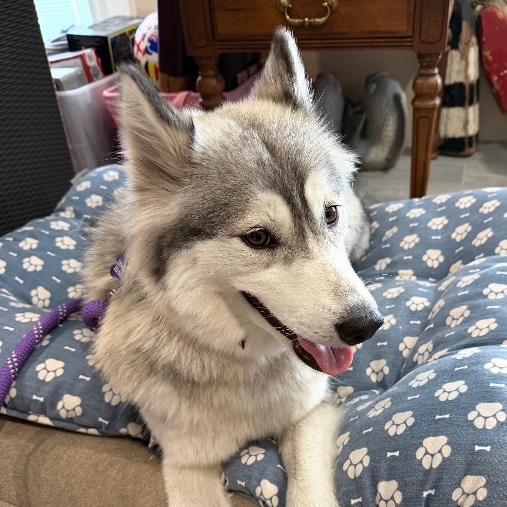 Nova, a Adoptable Husky in St. Petersburg, FL image 3/6