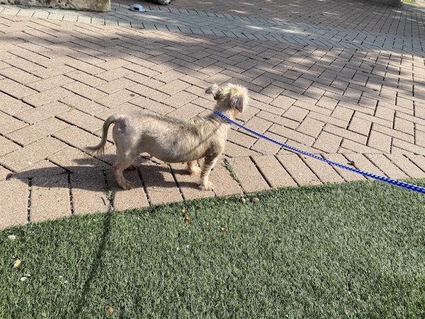 Nellie, Adoptable, Adult Female Shih Tzu.