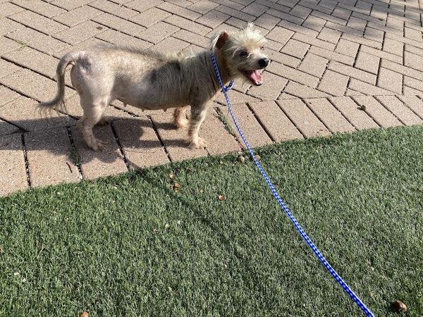 Enlarge Nellie, a Adoptable mixed breed in Austin, TX image 2/6