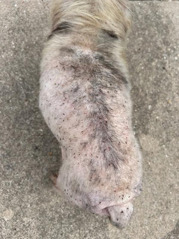 Enlarge Nellie, a Adoptable mixed breed in Austin, TX image 3/6