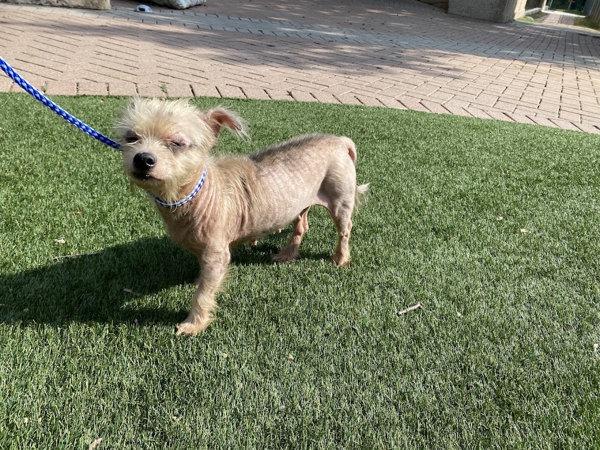 Enlarge Nellie, a Adoptable mixed breed in Austin, TX image 4/6