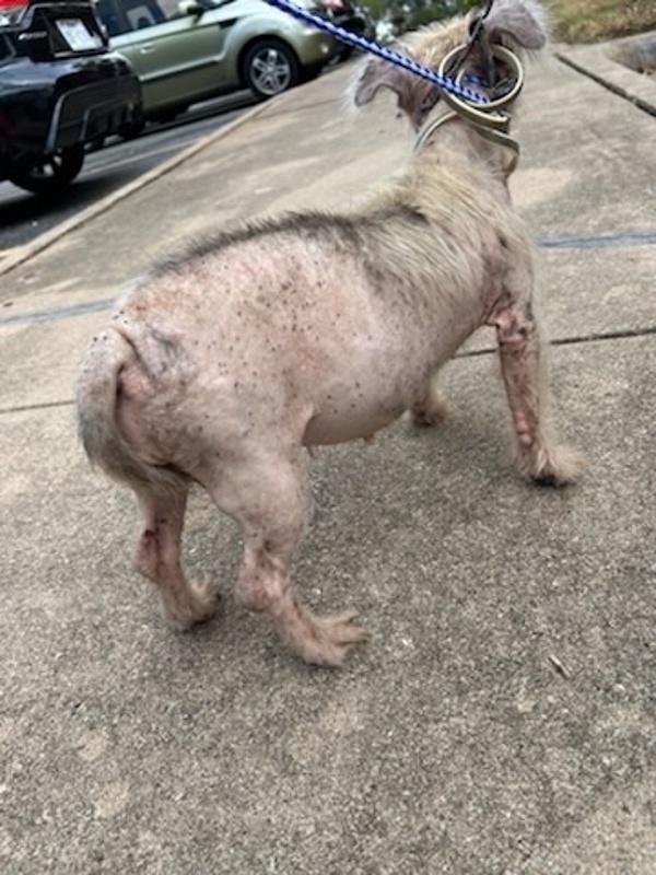 Enlarge Nellie, a Adoptable mixed breed in Austin, TX image 5/6