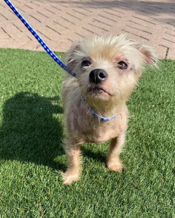 Enlarge Nellie, a Adoptable mixed breed in Austin, TX image 6/6