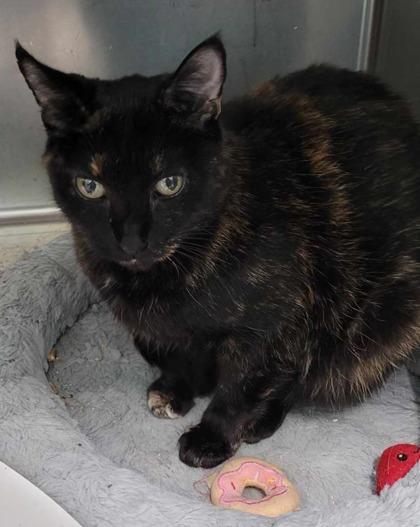 Minette, Adoptable, Senior Female Domestic Short Hair.