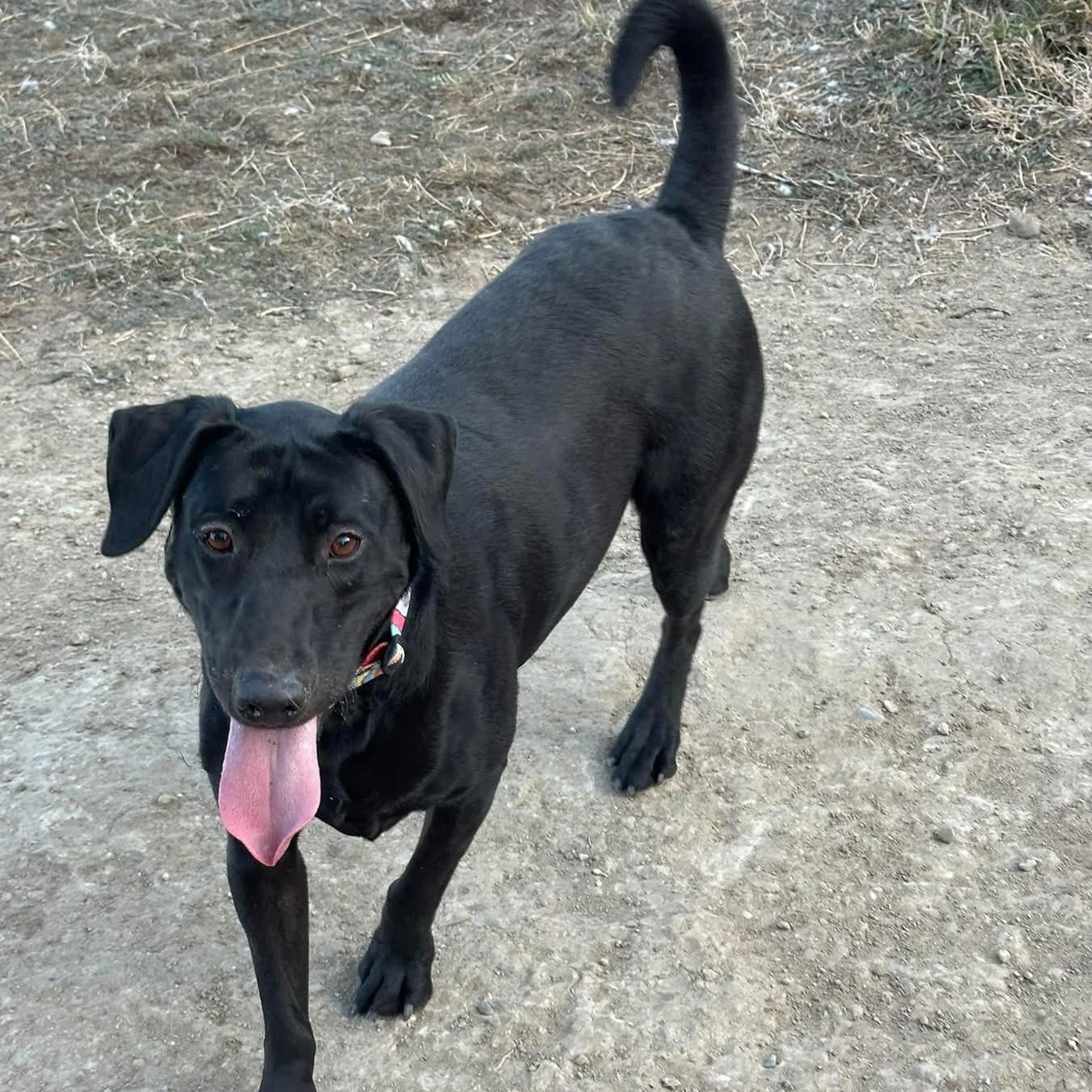 Daisy, an adoptable Black Labrador Retriever in Fort Benton, MT_image-1
