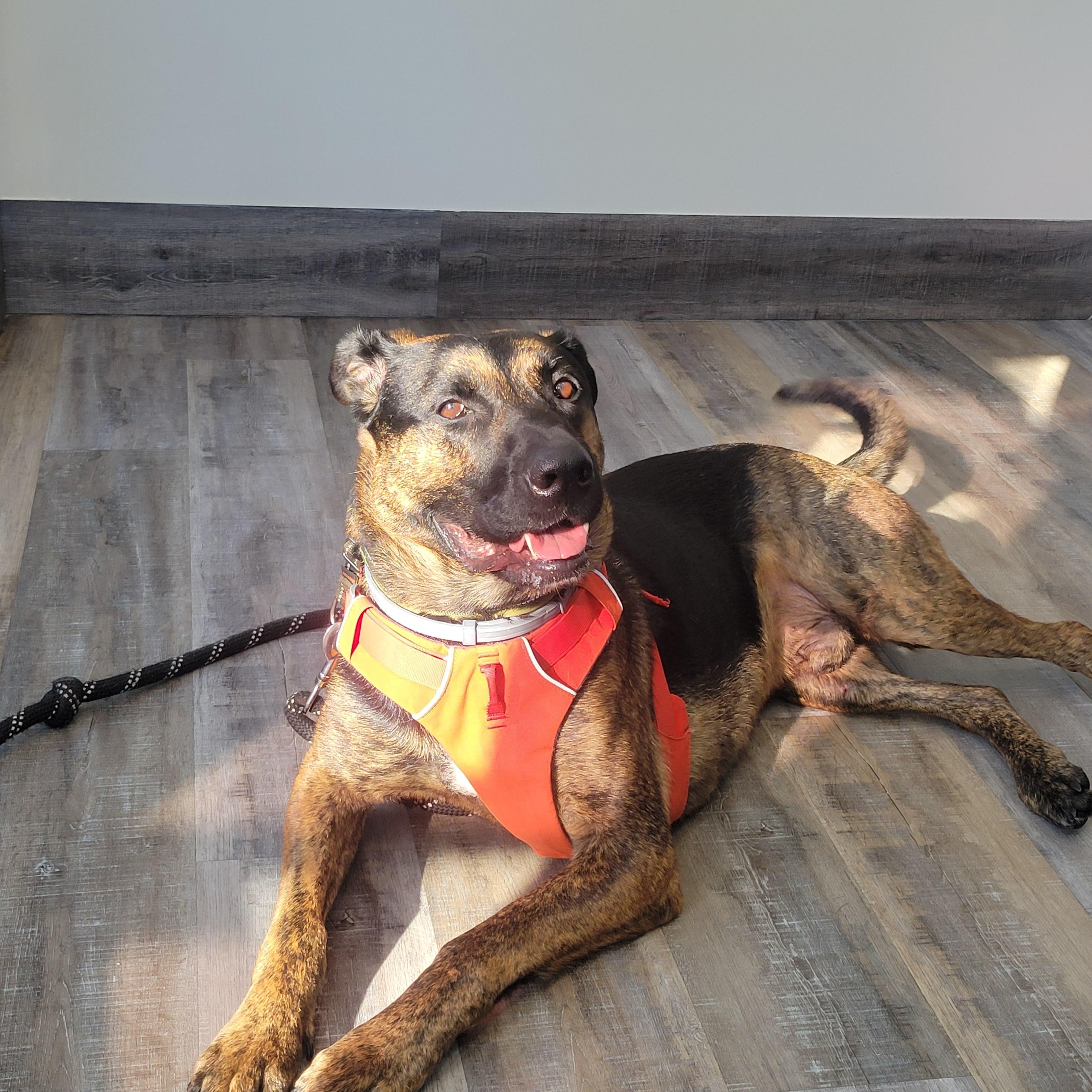Deacon, ADOPTABLE, Young Male Mixed Breed.