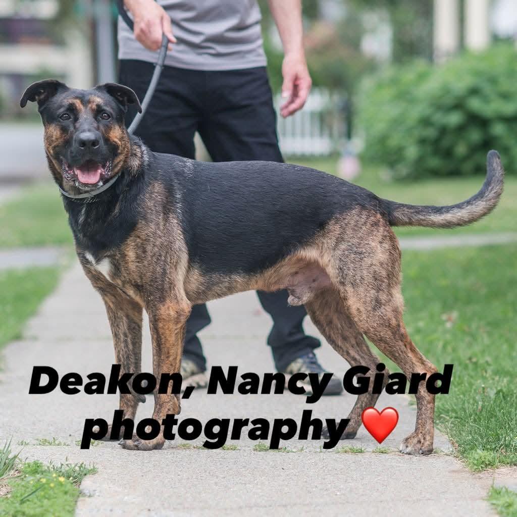 Enlarge Deacon, a ADOPTABLE Mixed Breed in Glens Falls, NY image 2/2