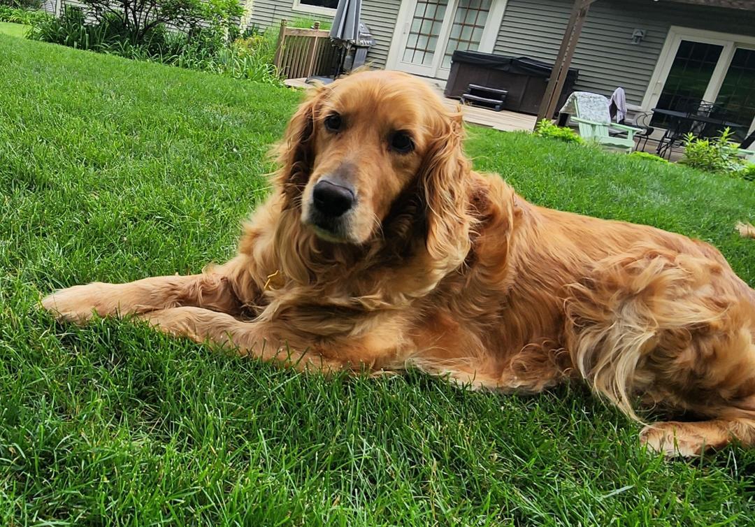Lyla, Adoptable, Adult Female Golden Retriever.